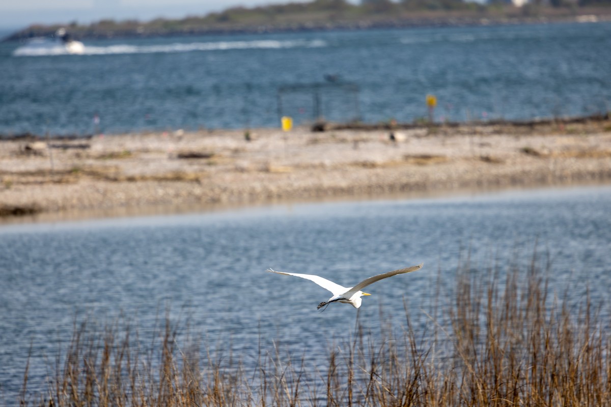 Great Egret - ML635668934