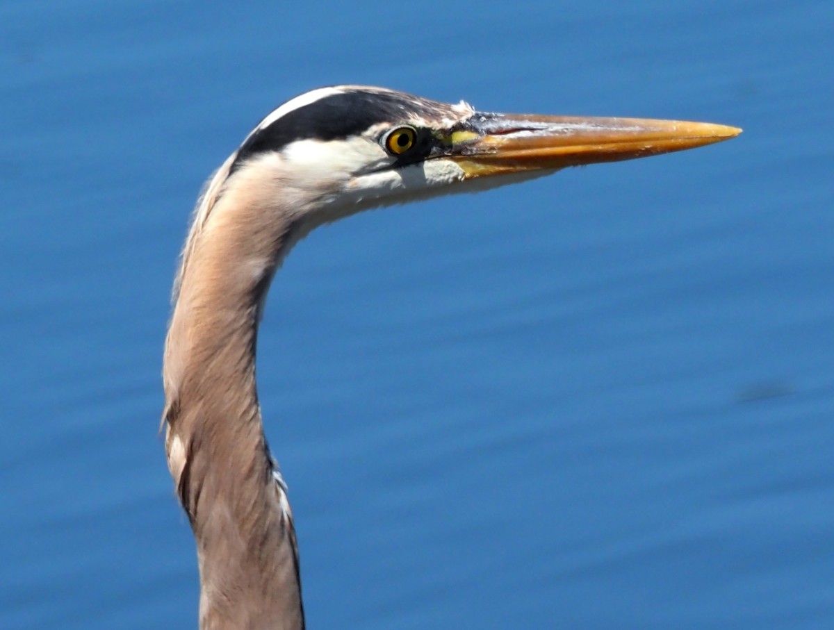 Great Blue Heron - ML635668971