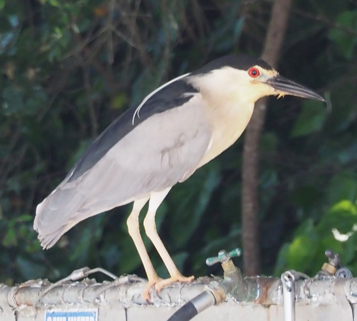 Black-crowned Night Heron - ML635668976