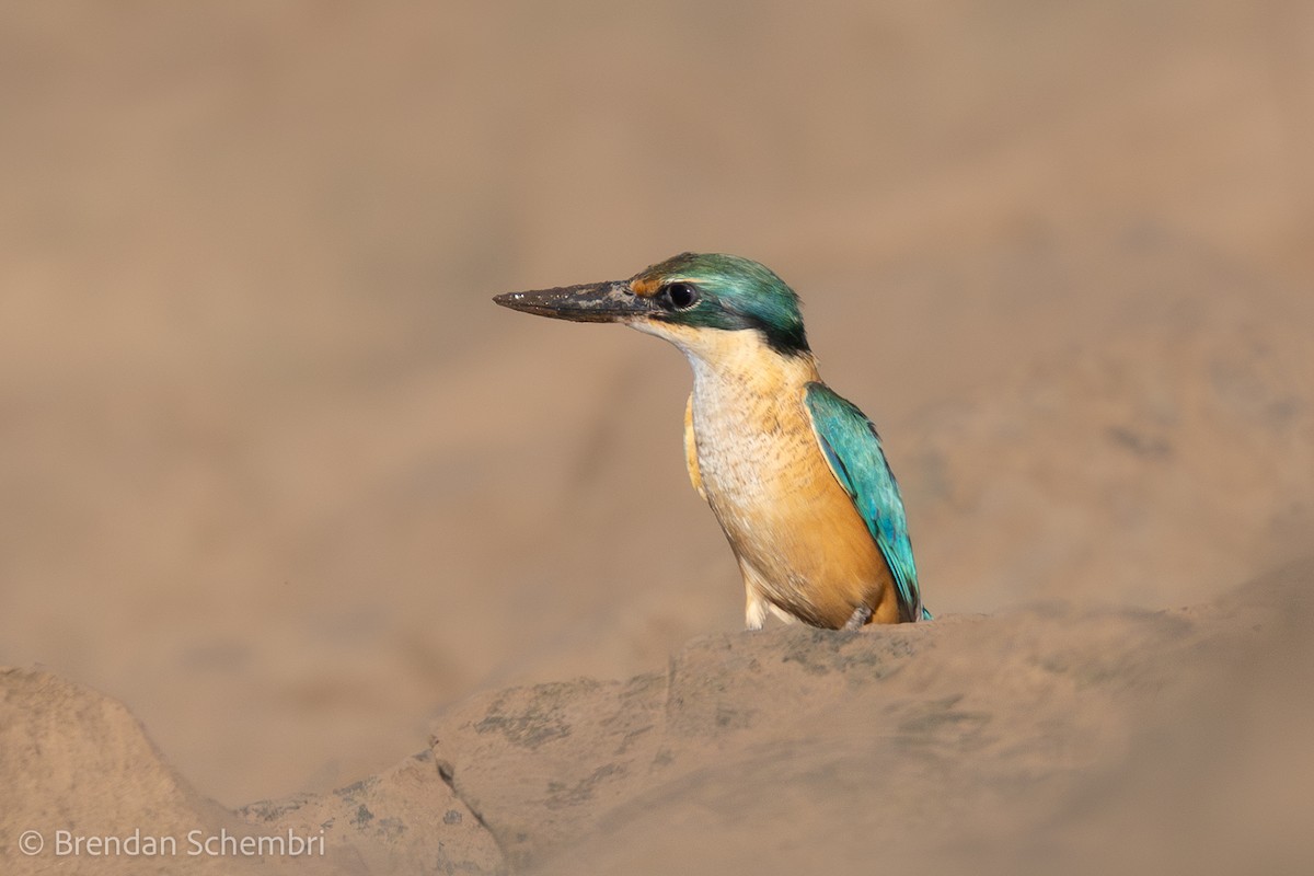 Sacred Kingfisher - ML635668994