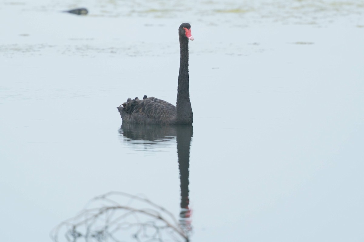 Black Swan - ML635669016