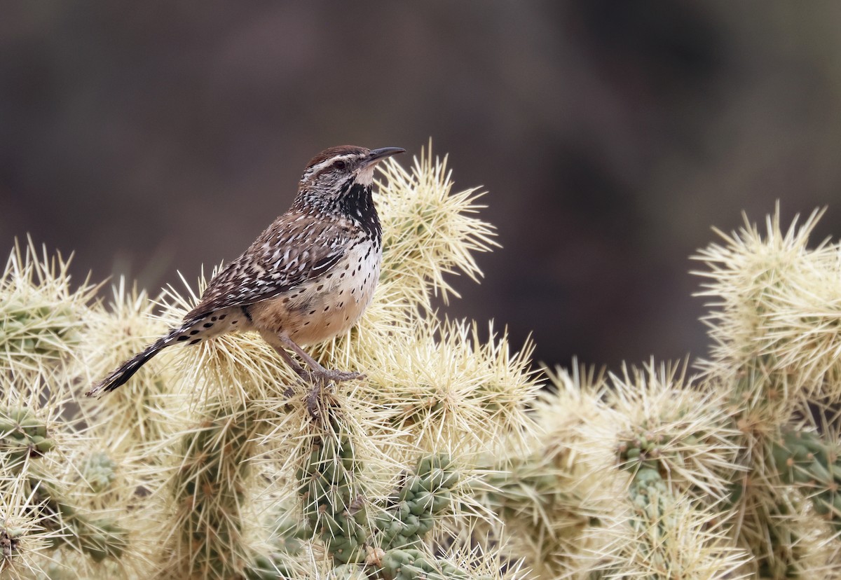 Cactus Wren - ML635669027