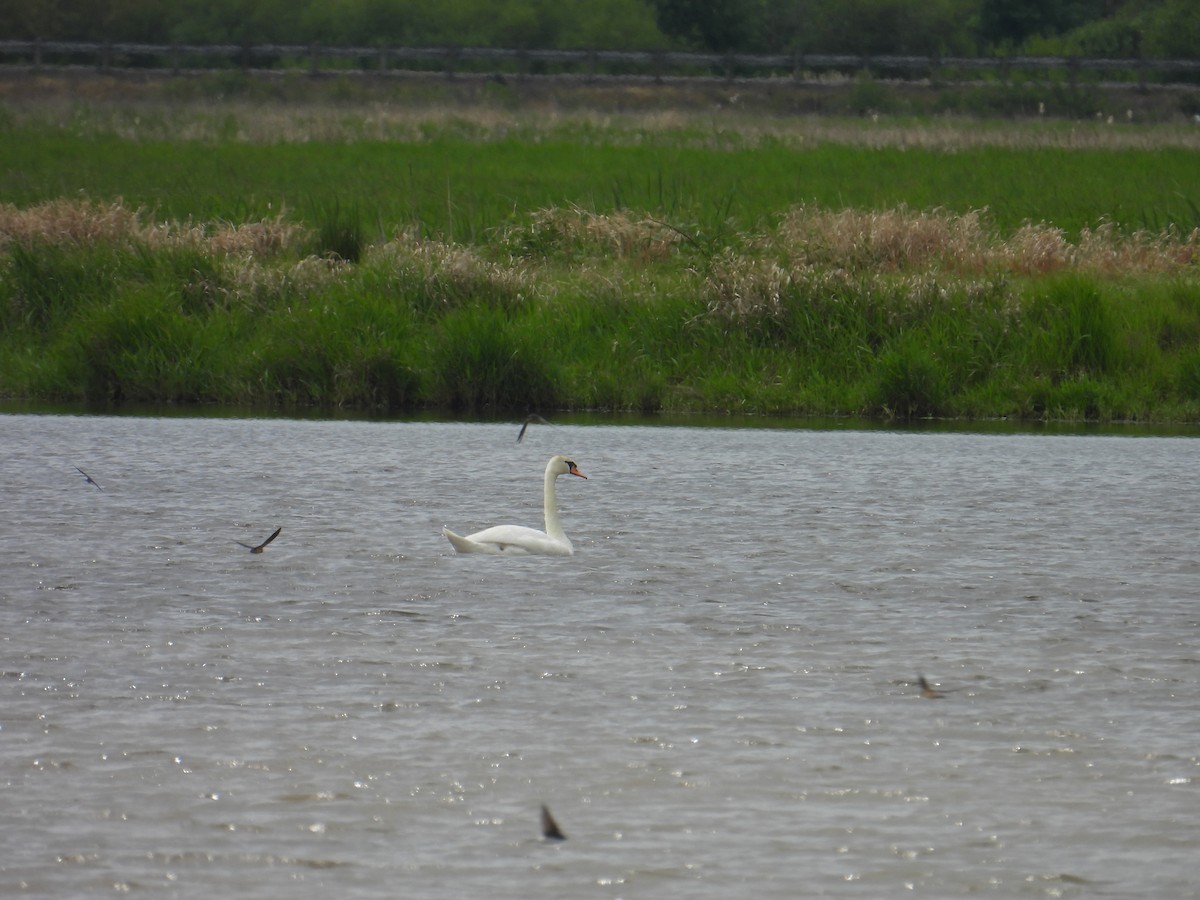 Хуруут хун - ML635669083