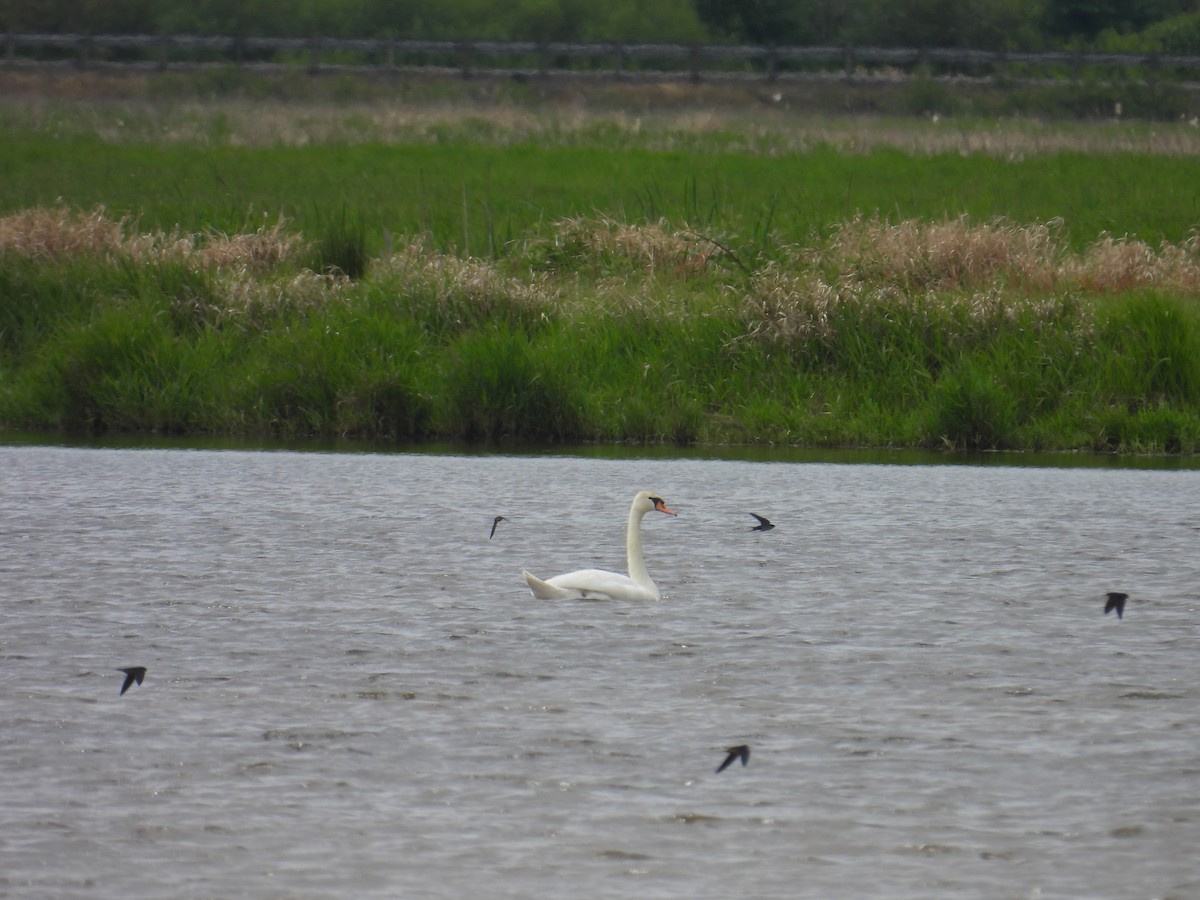 Хуруут хун - ML635669086