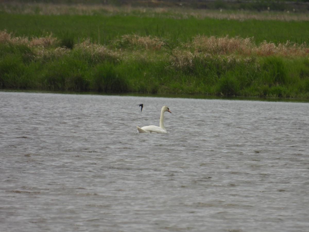 Хуруут хун - ML635669087