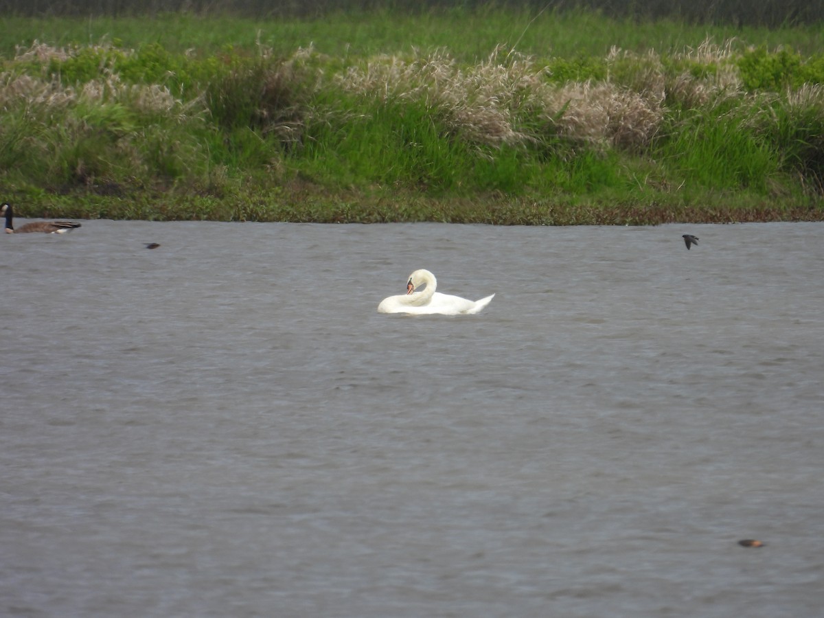 Хуруут хун - ML635669088