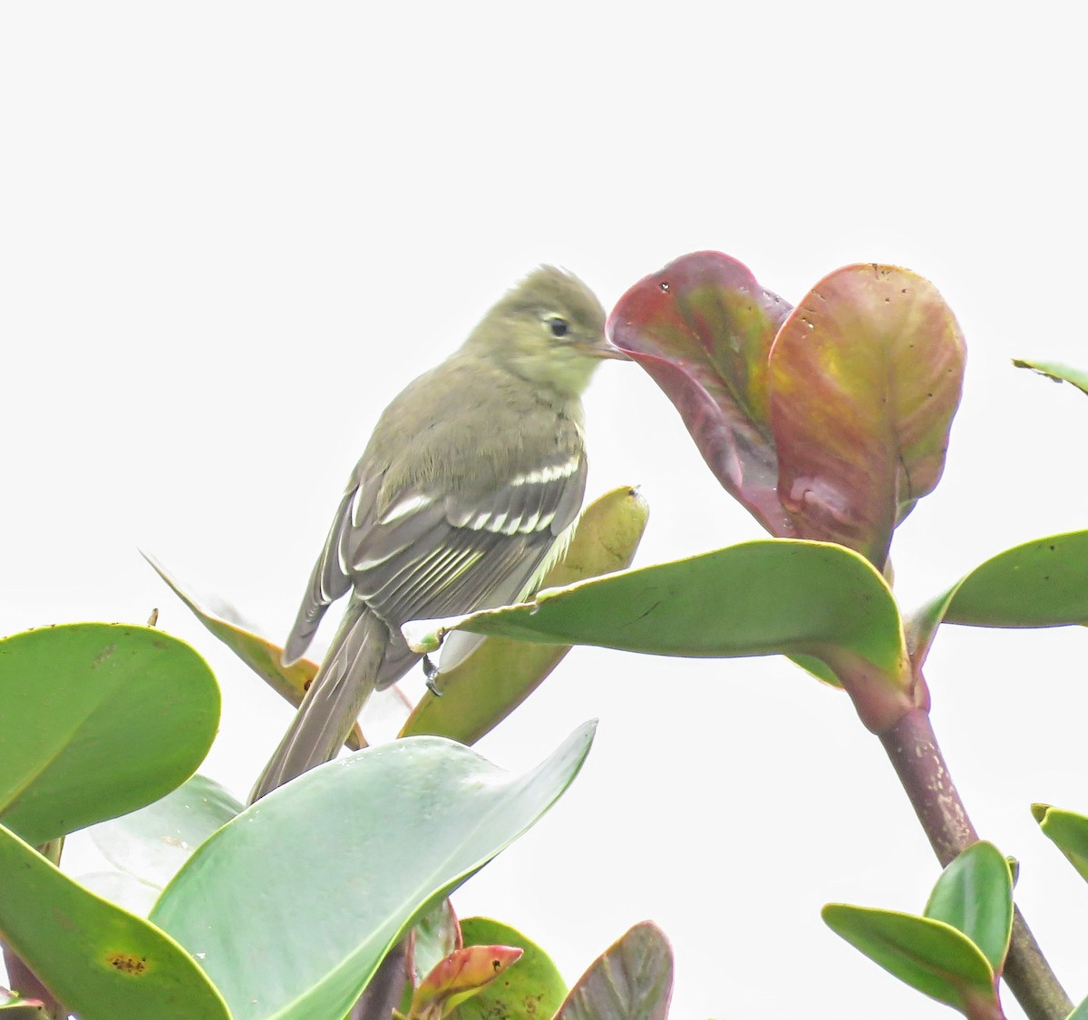 Sierran Elaenia - ML635669097