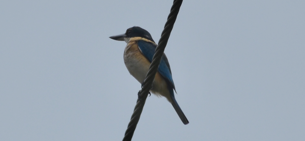 Sacred Kingfisher - ML635669152
