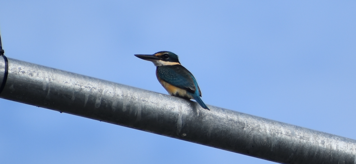 Sacred Kingfisher - ML635669153