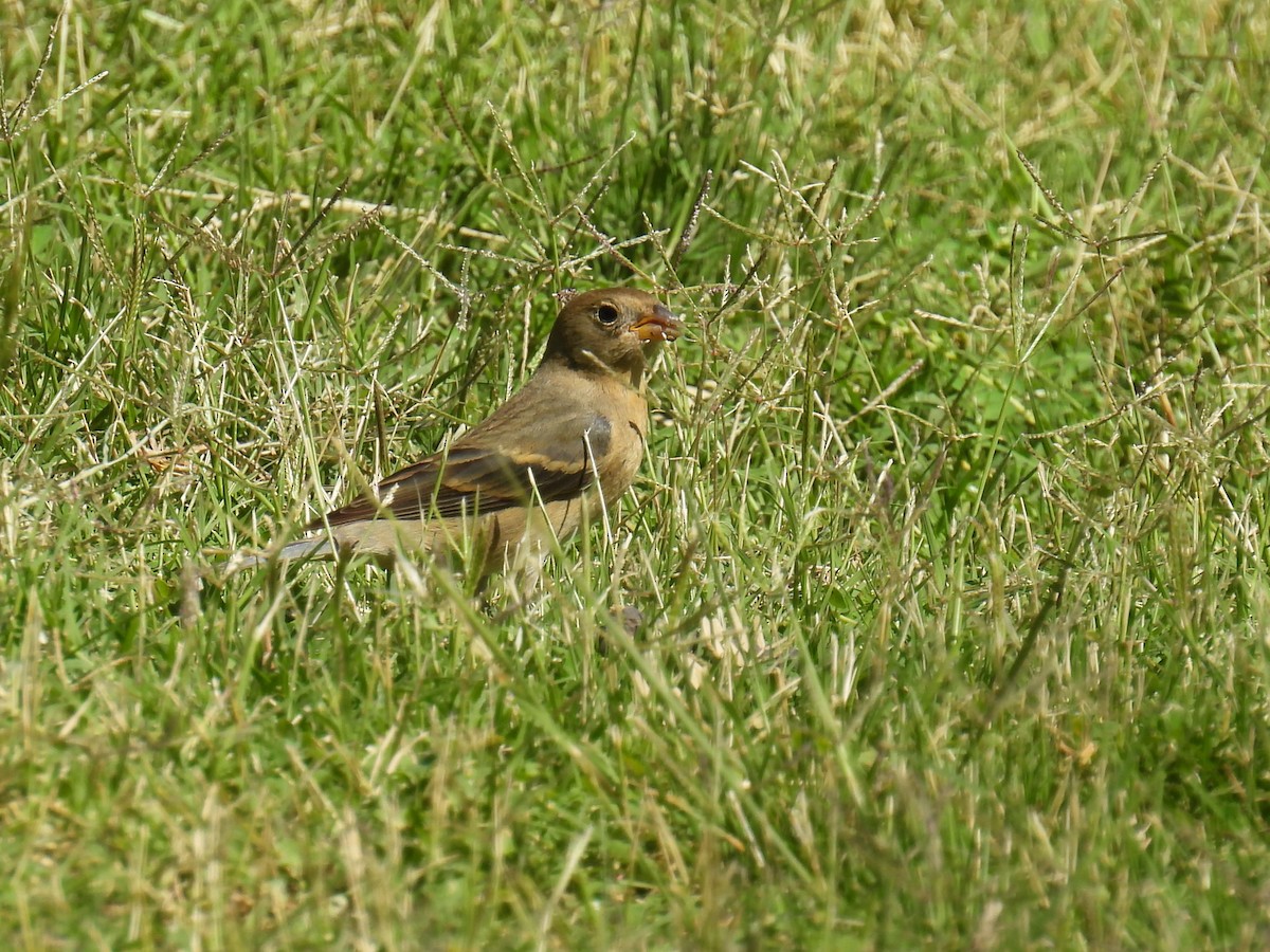 Passerin azuré - ML635669235