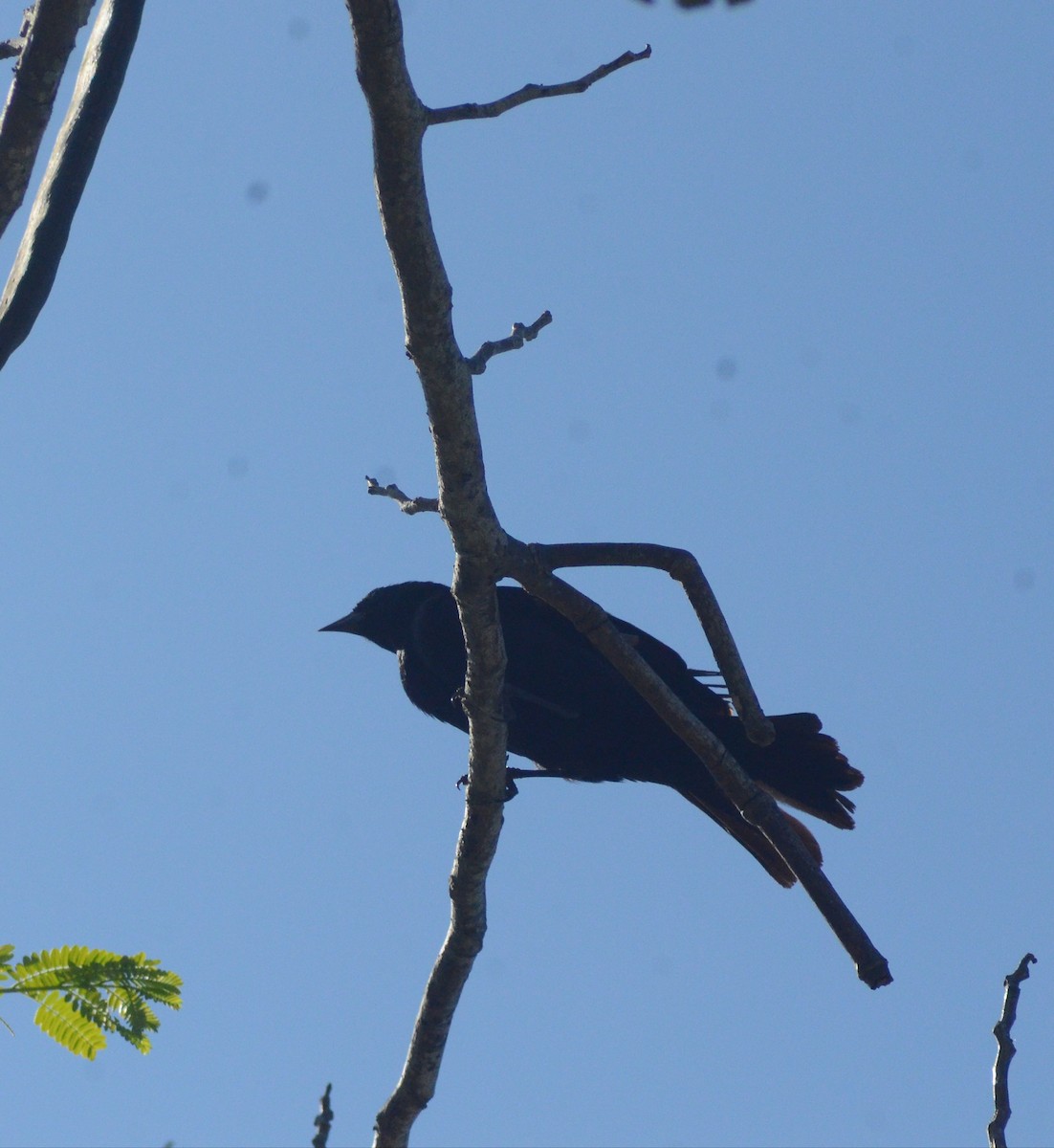Tawny-shouldered Blackbird - ML635669340