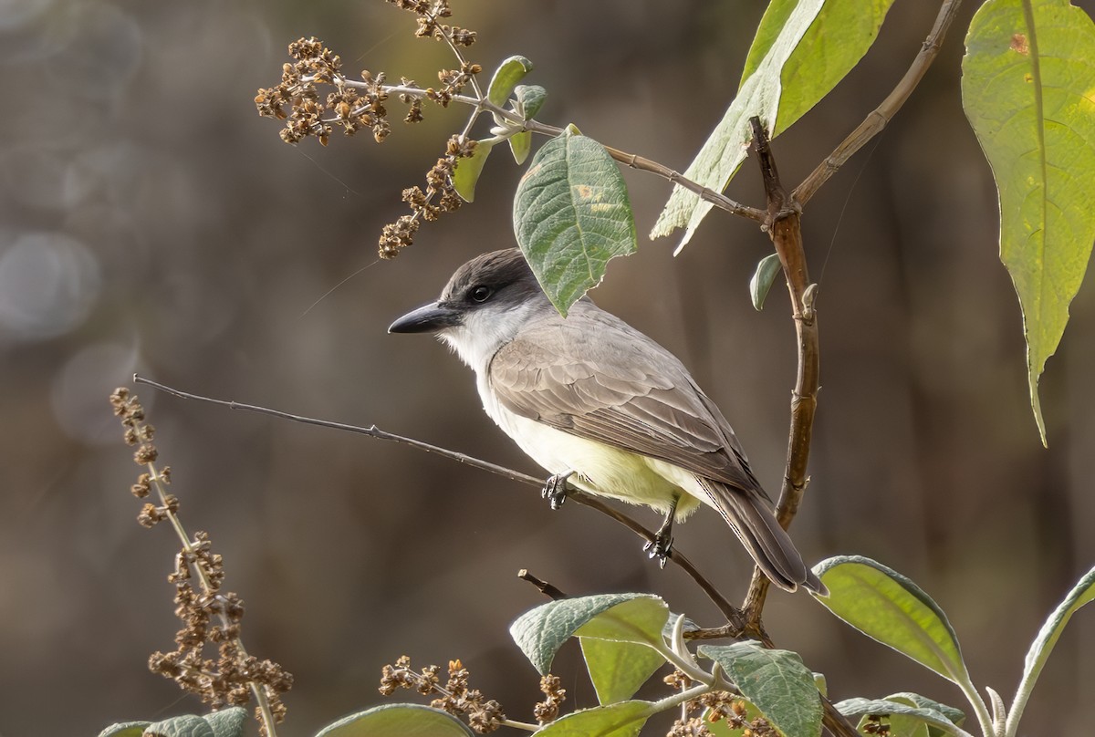 Thick-billed Kingbird - ML635669444