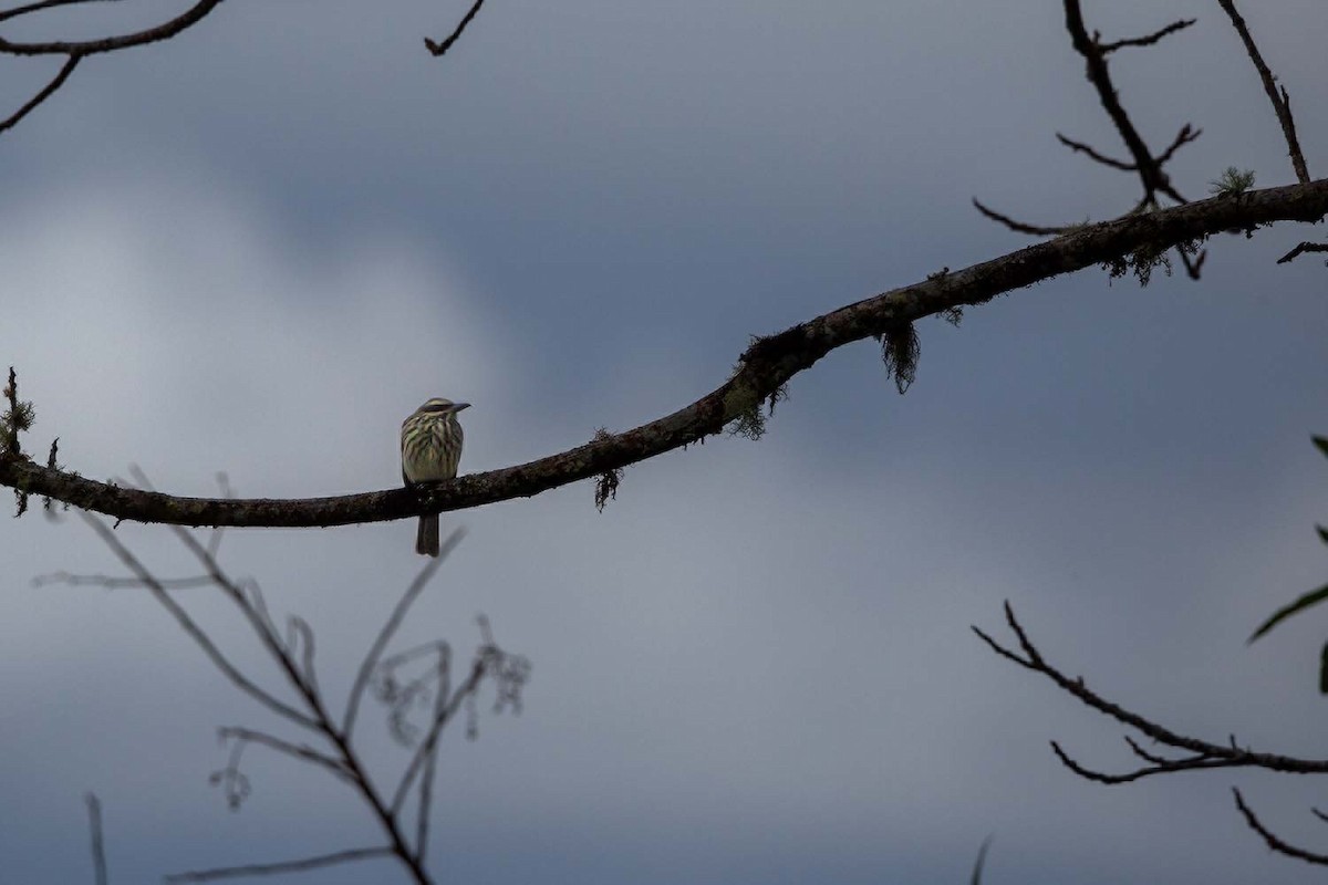 Streak-necked Flycatcher - ML635669461
