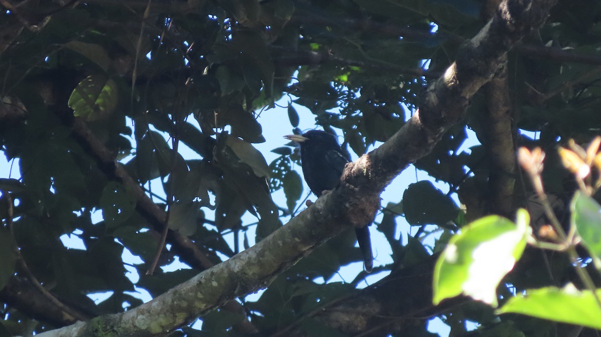 Yellow-billed Nunbird - ML635669462