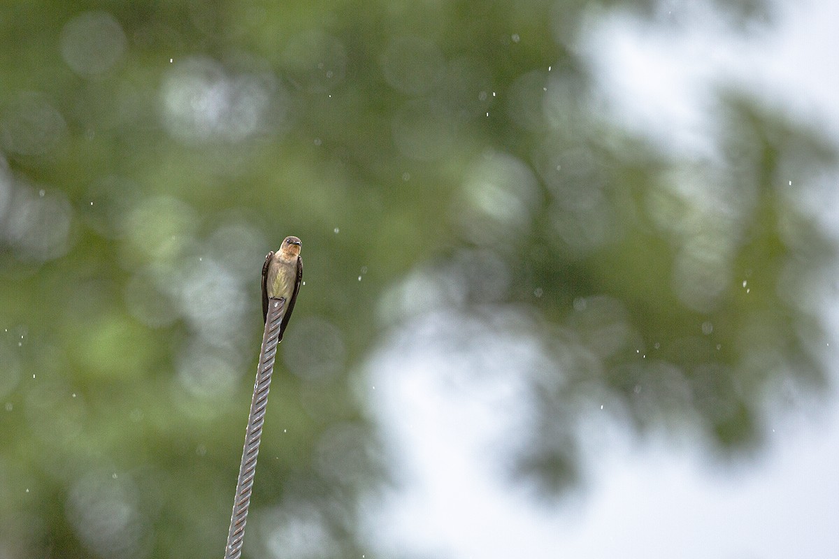 Southern Rough-winged Swallow - ML635669475