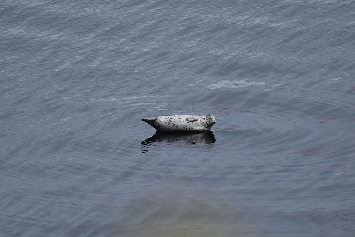 Pacific Harbor Seal - ML635669485