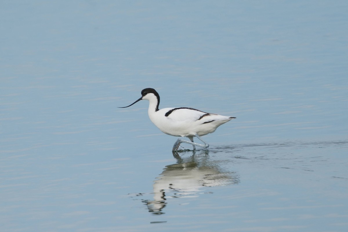 Pied Avocet - ML635669489