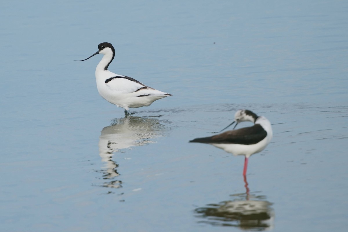 Pied Avocet - ML635669495