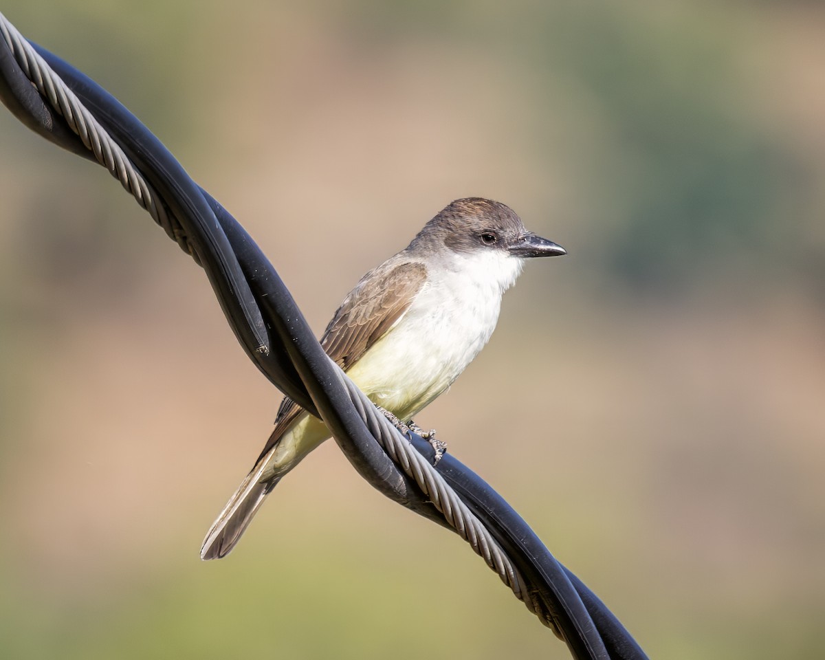 Thick-billed Kingbird - ML635669609