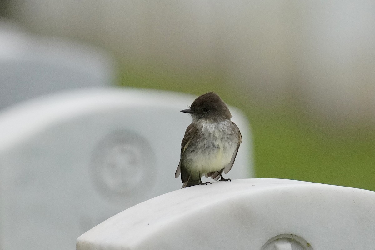 Eastern Phoebe - ML635669611