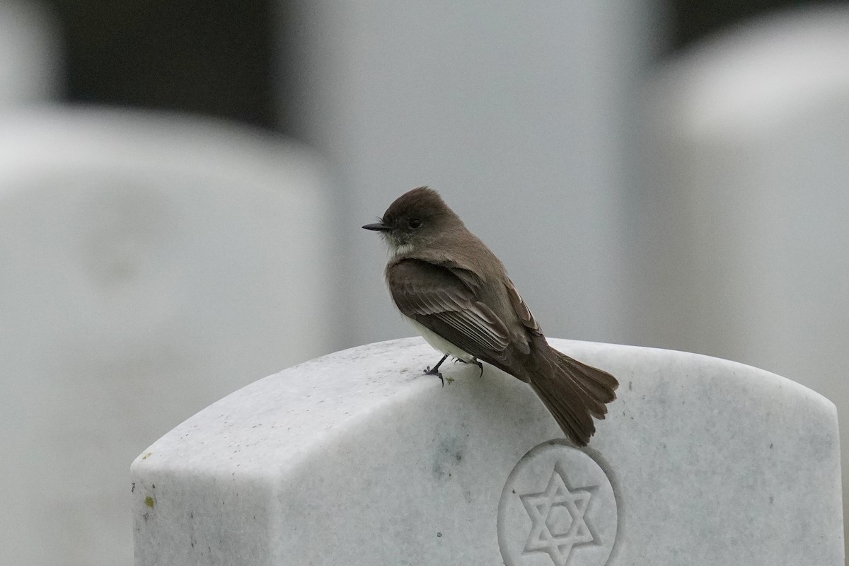 Eastern Phoebe - ML635669612