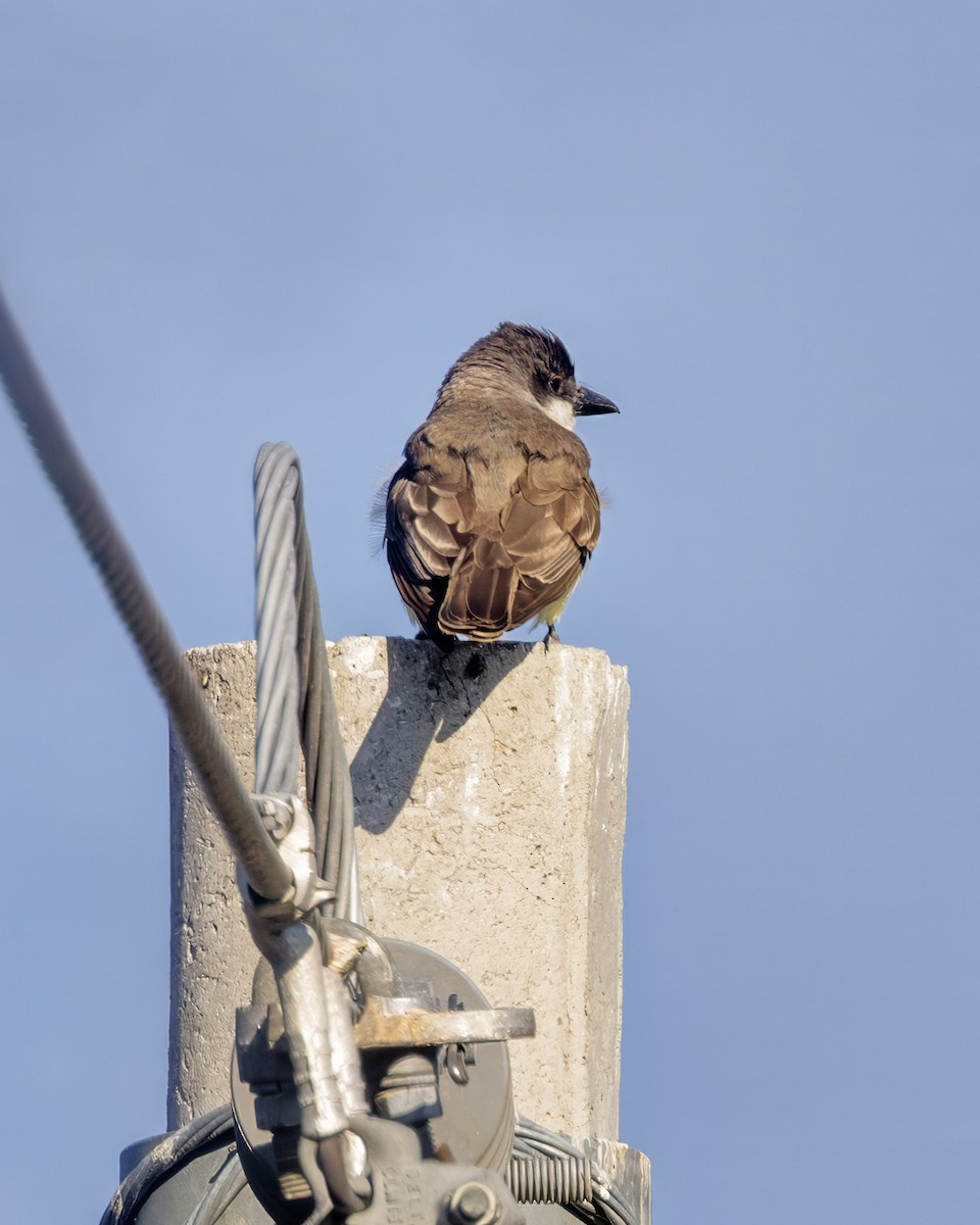 Thick-billed Kingbird - ML635669614