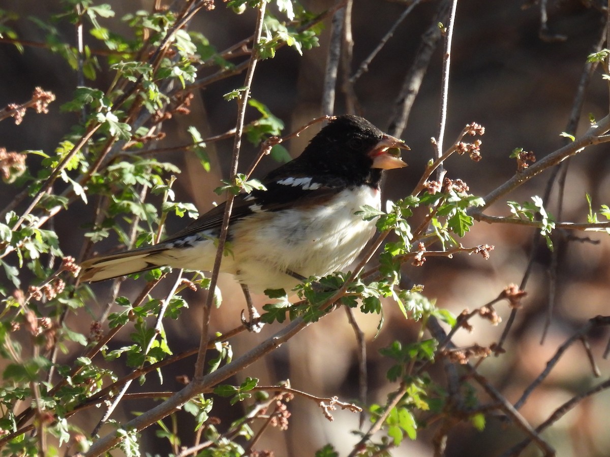 Rose-breasted Grosbeak - ML635669657