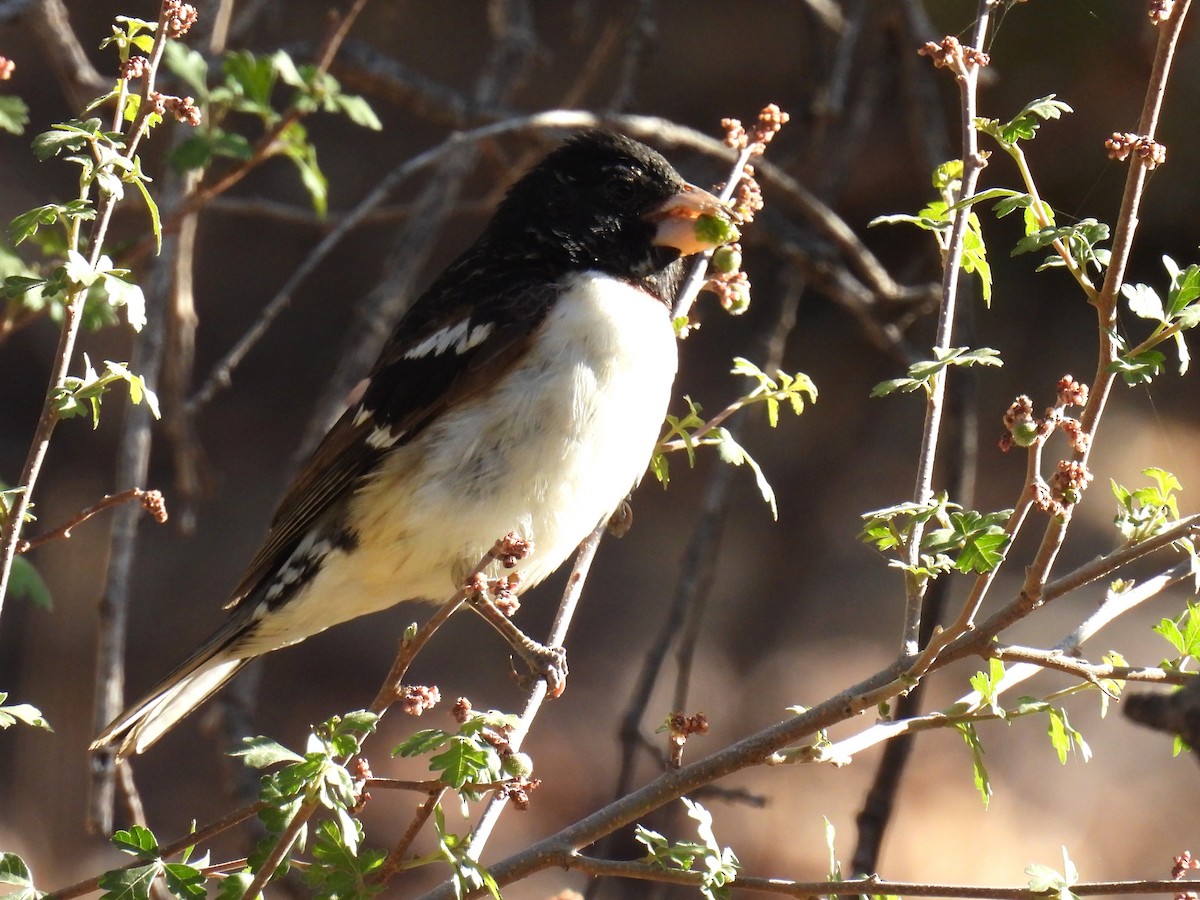 Rose-breasted Grosbeak - ML635669658