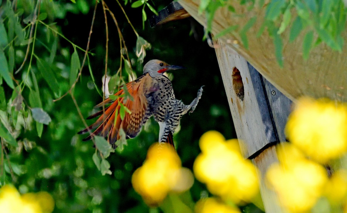 Northern Flicker - ML635669739