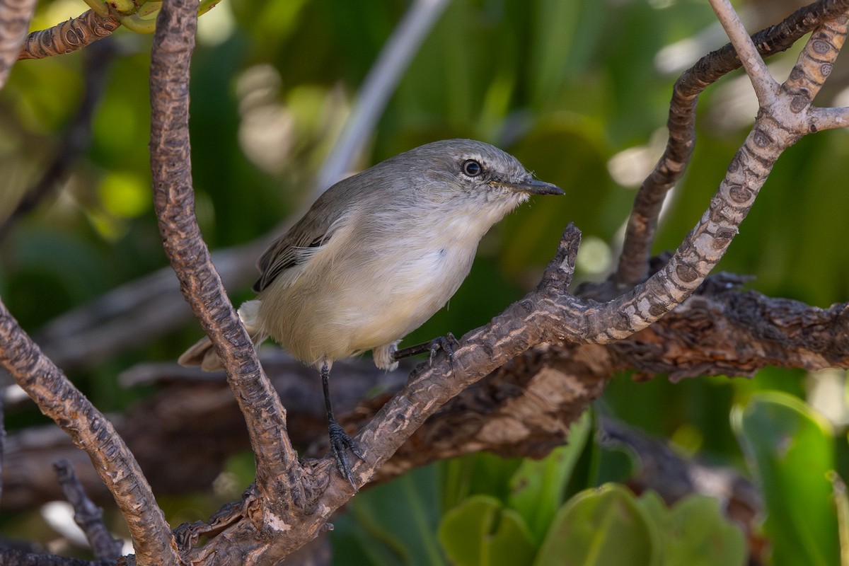 Dusky Gerygone - ML635669756