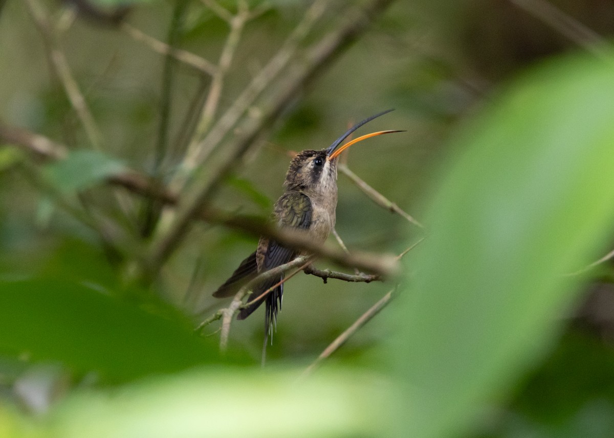 Long-tailed Hermit - ML635669808