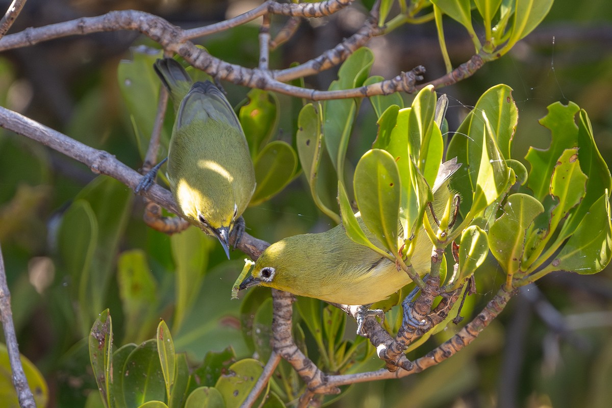 Australian Yellow White-eye - ML635669870