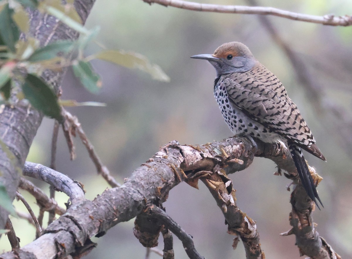 Northern Flicker (Red-shafted) - ML635669902