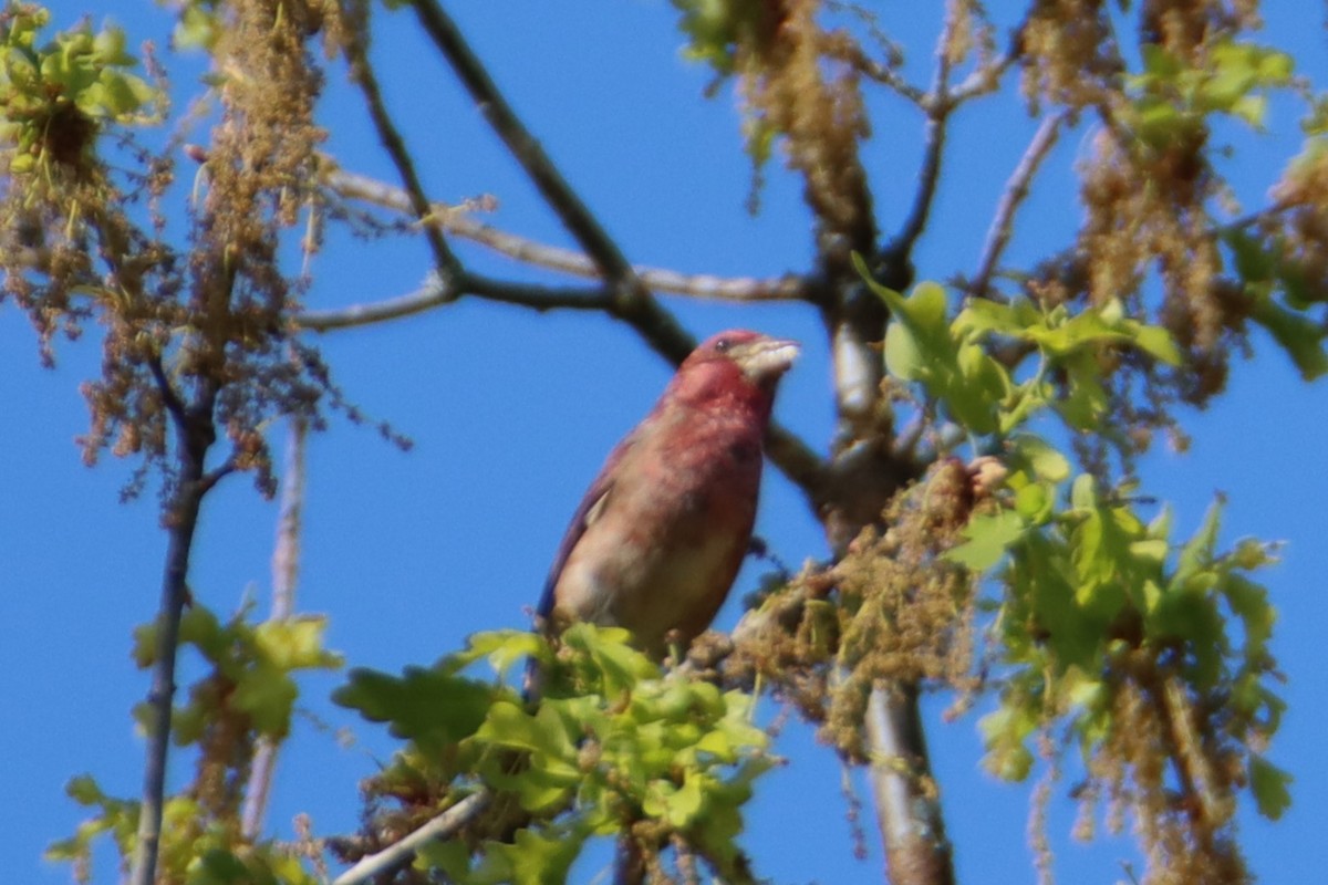 Purple Finch - ML635669945