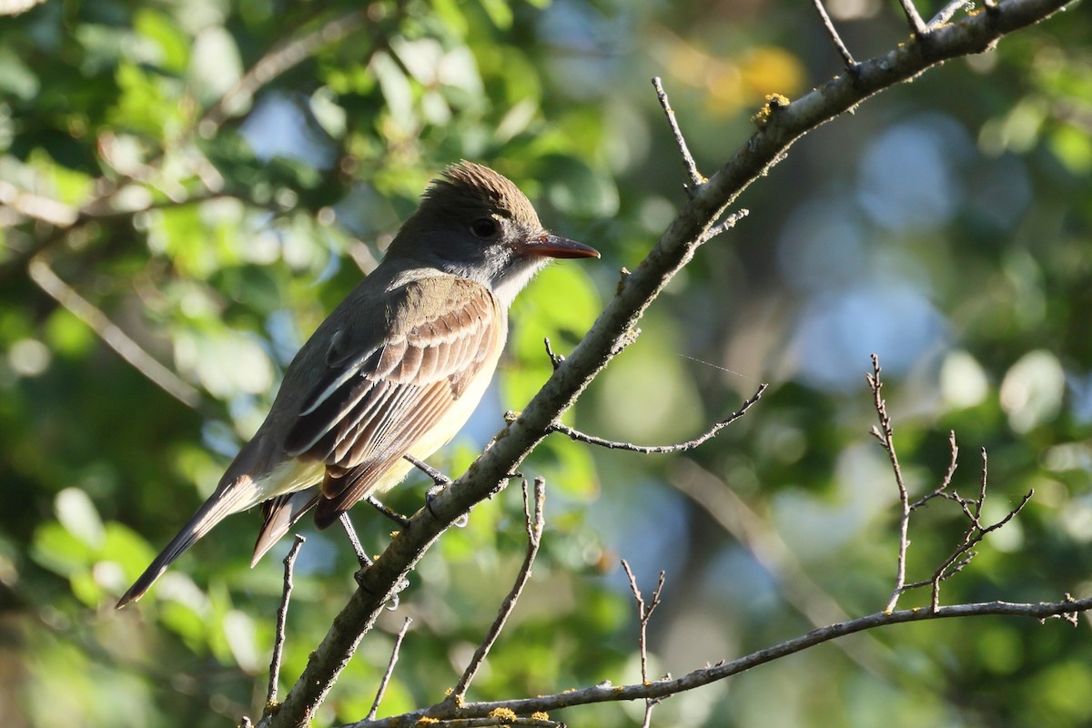 Great Crested Flycatcher - ML635669972