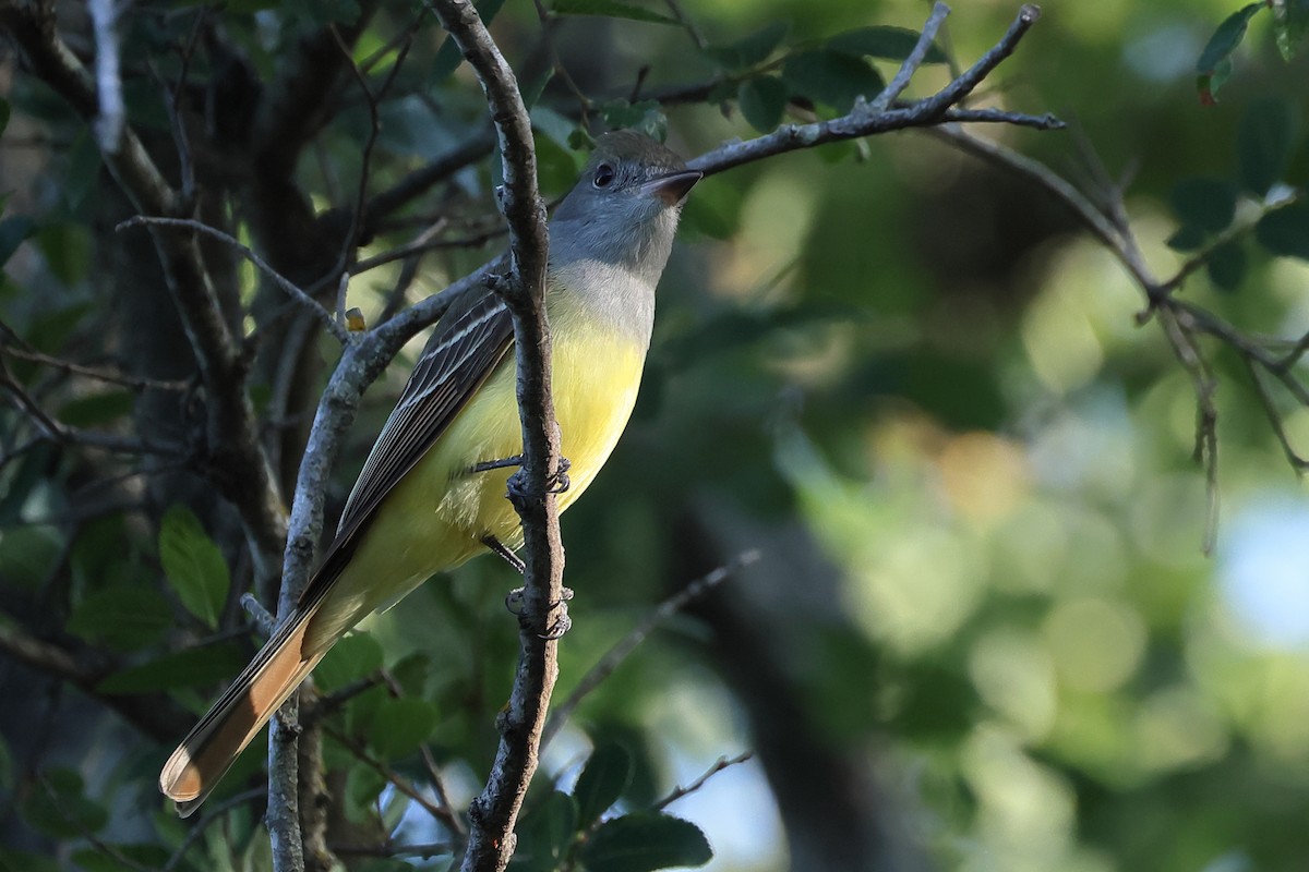Great Crested Flycatcher - ML635669973