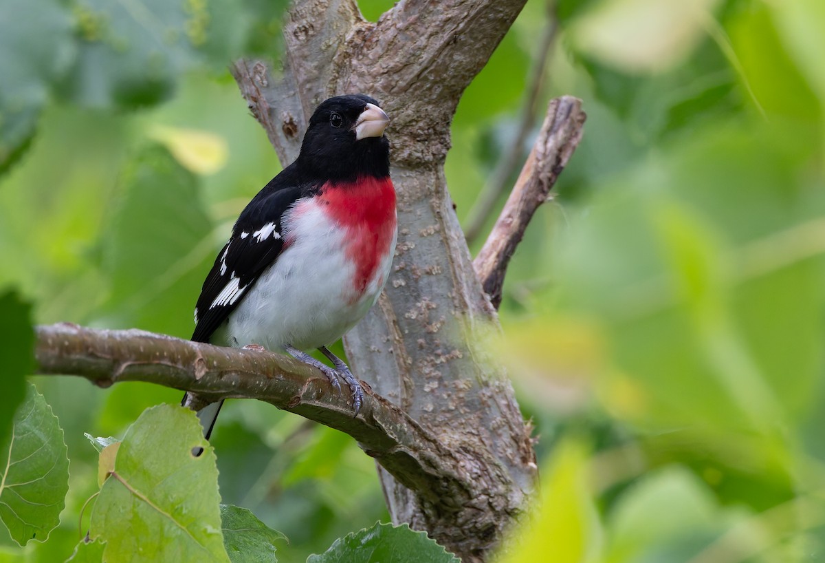 Rose-breasted Grosbeak - ML635670103