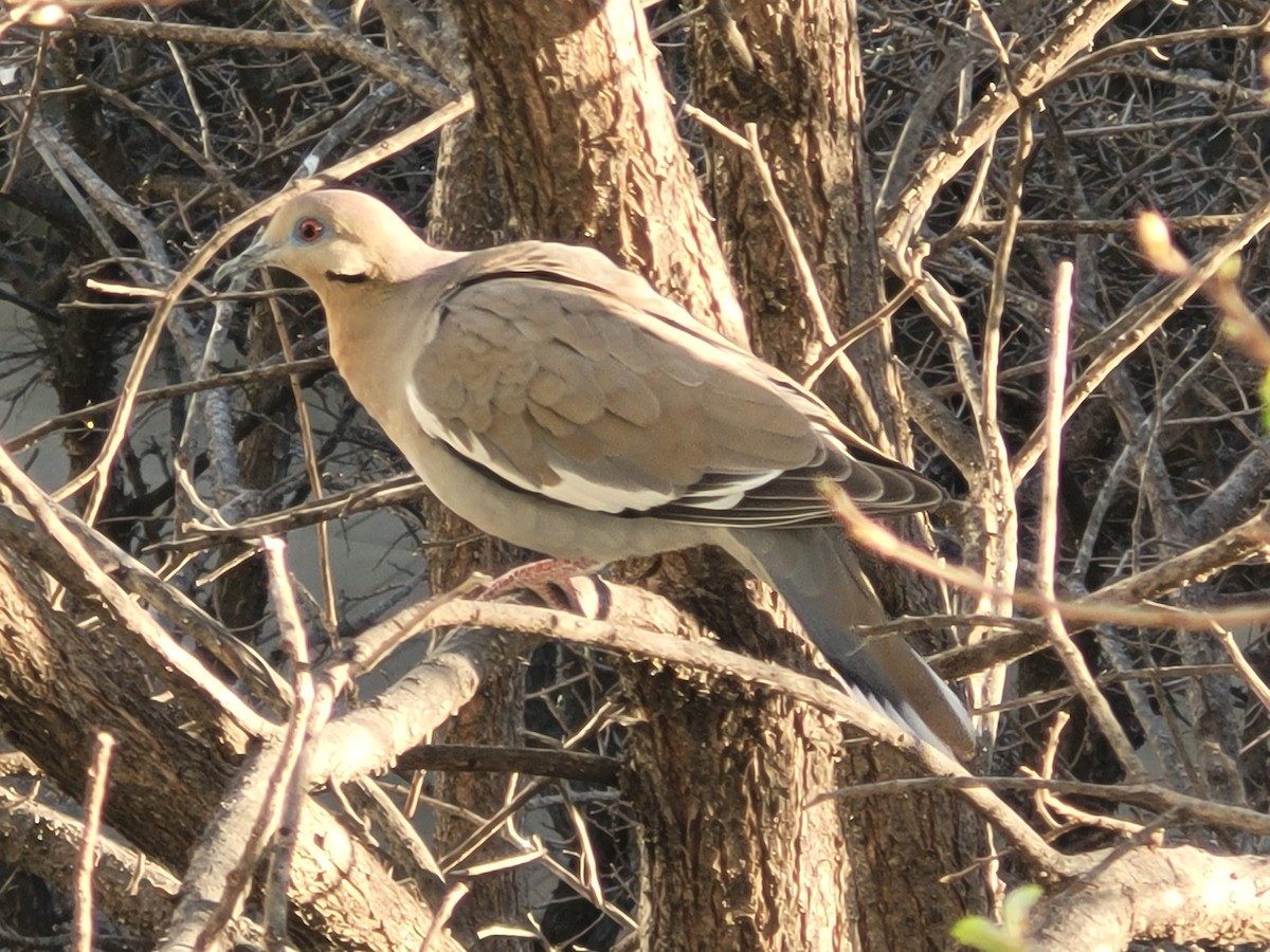 White-winged Dove - ML635670189