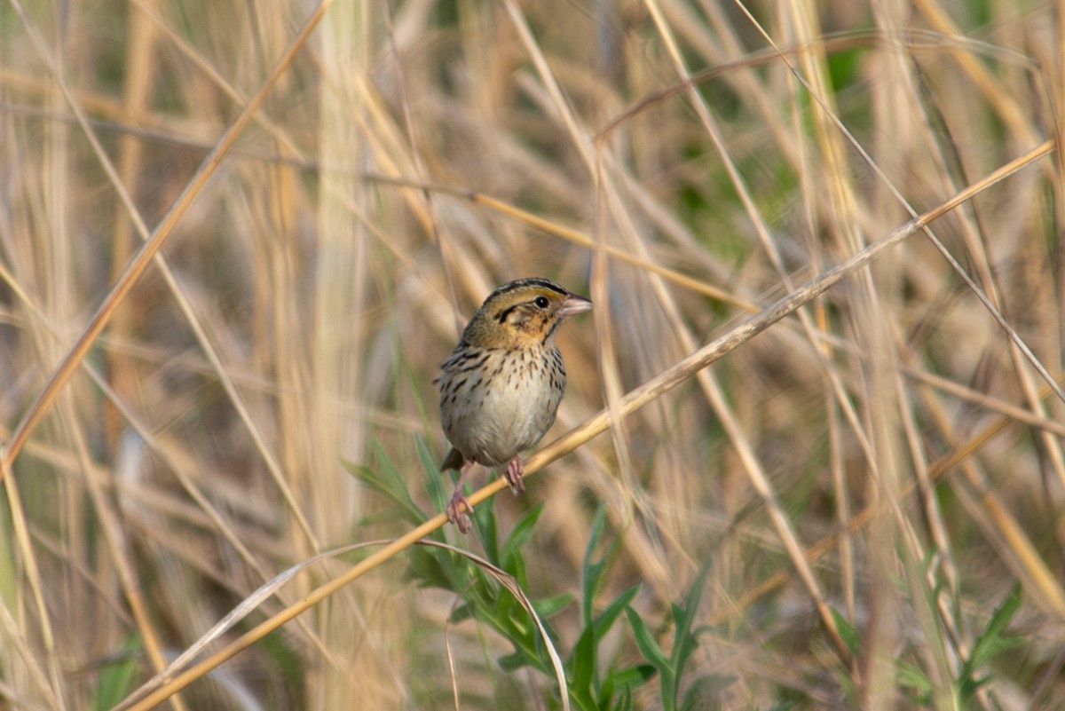 Henslow's Sparrow - ML635670212