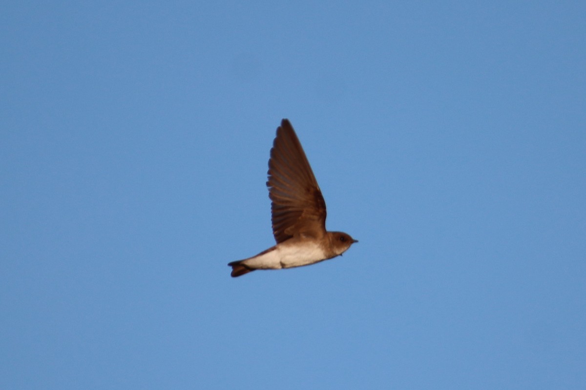 Hirondelle à ailes hérissées - ML635670213