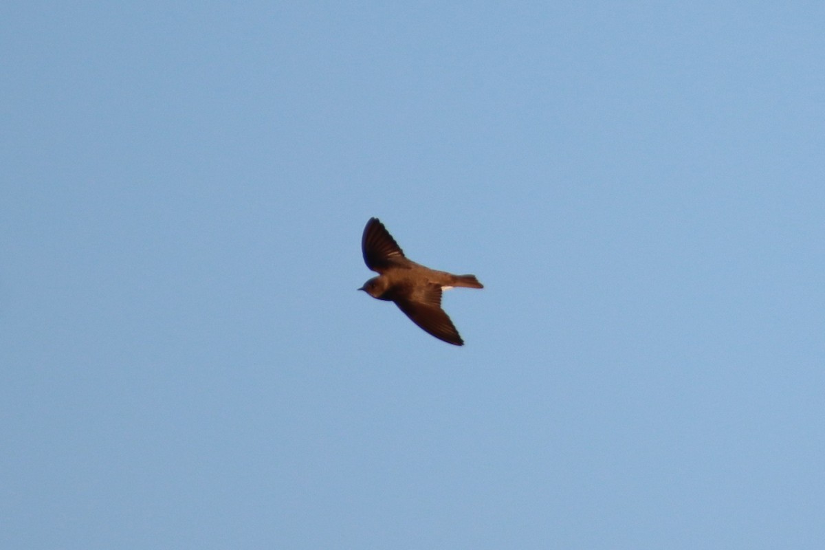 Hirondelle à ailes hérissées - ML635670227