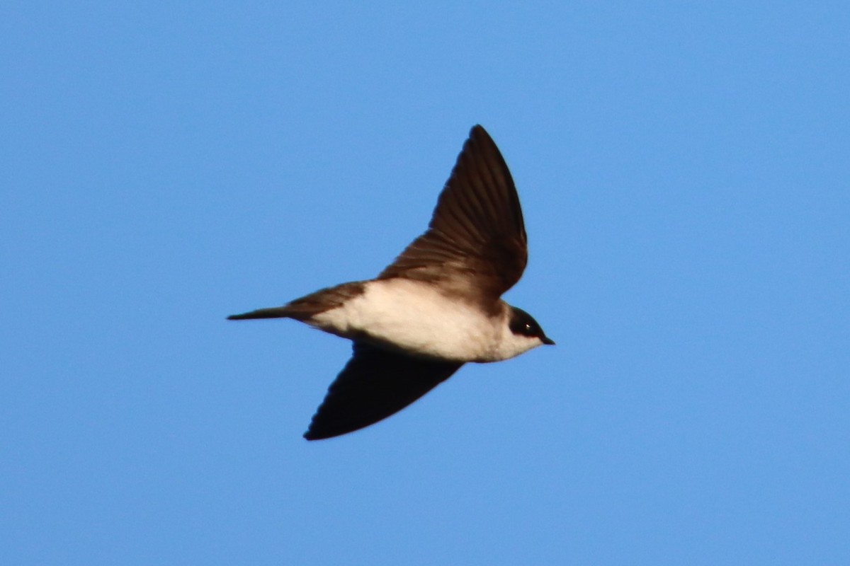 Hirondelle bicolore - ML635670319