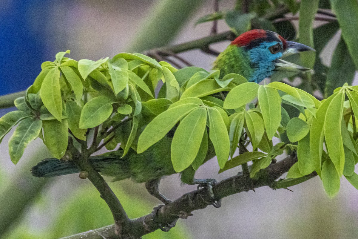 Mavi Boğazlı Barbet - ML635670324