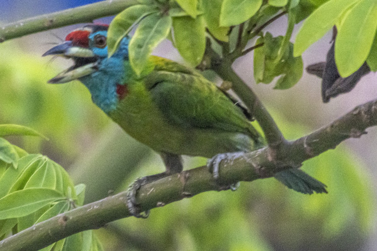 Mavi Boğazlı Barbet - ML635670341