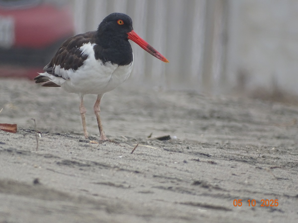 American Oystercatcher - ML635670345