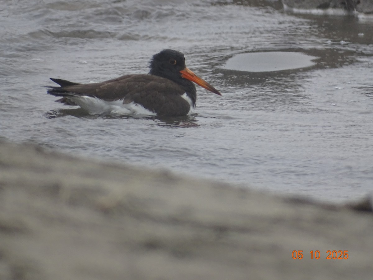 American Oystercatcher - ML635670346