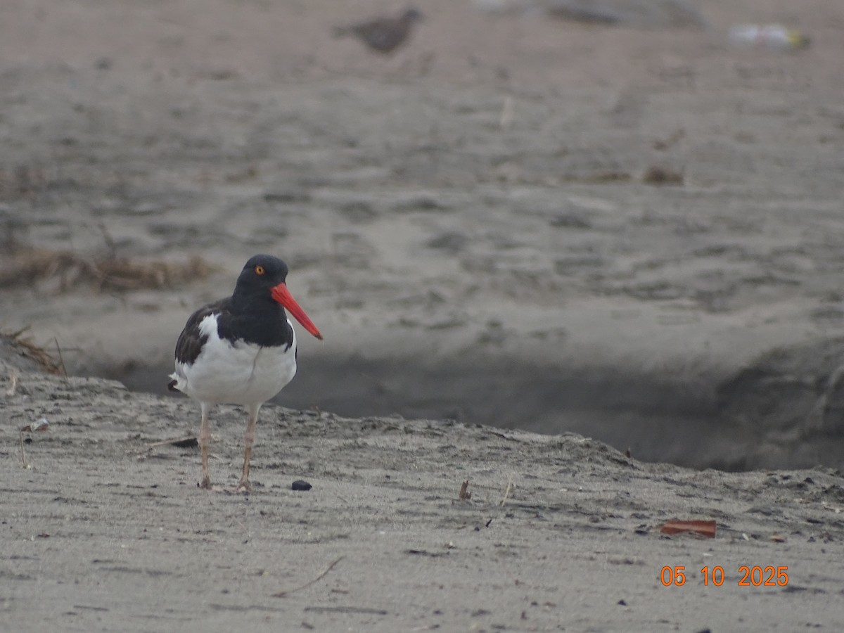 American Oystercatcher - ML635670347