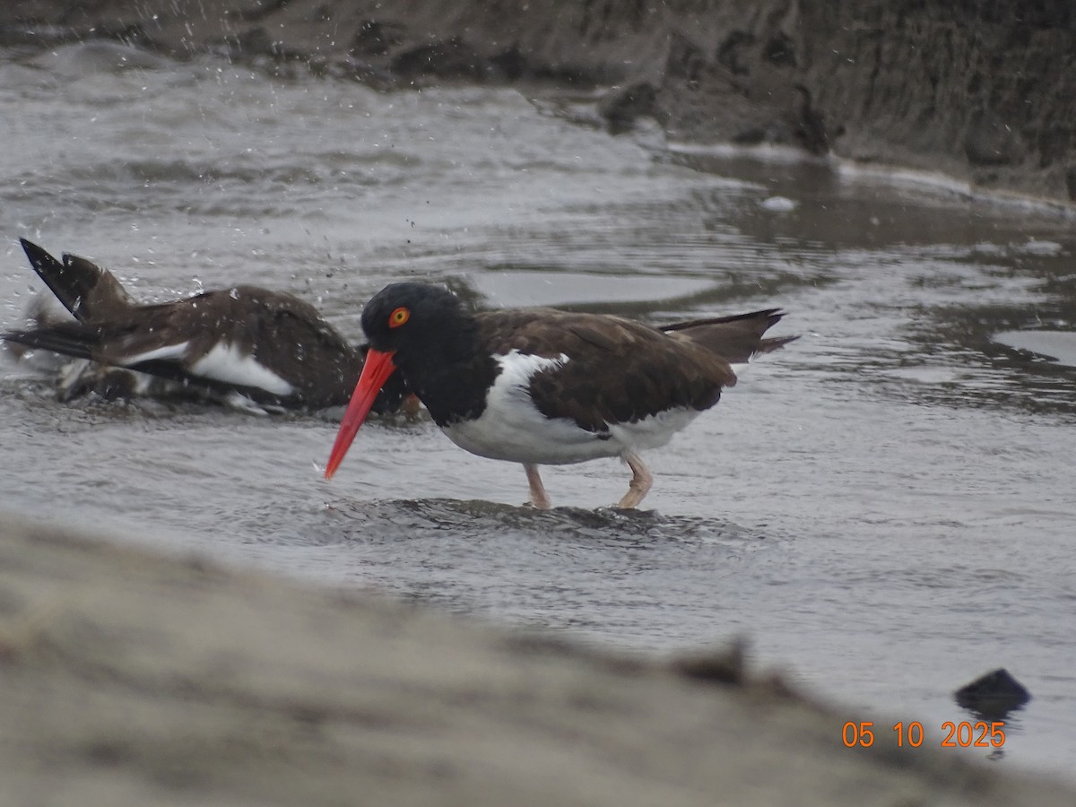 American Oystercatcher - ML635670348