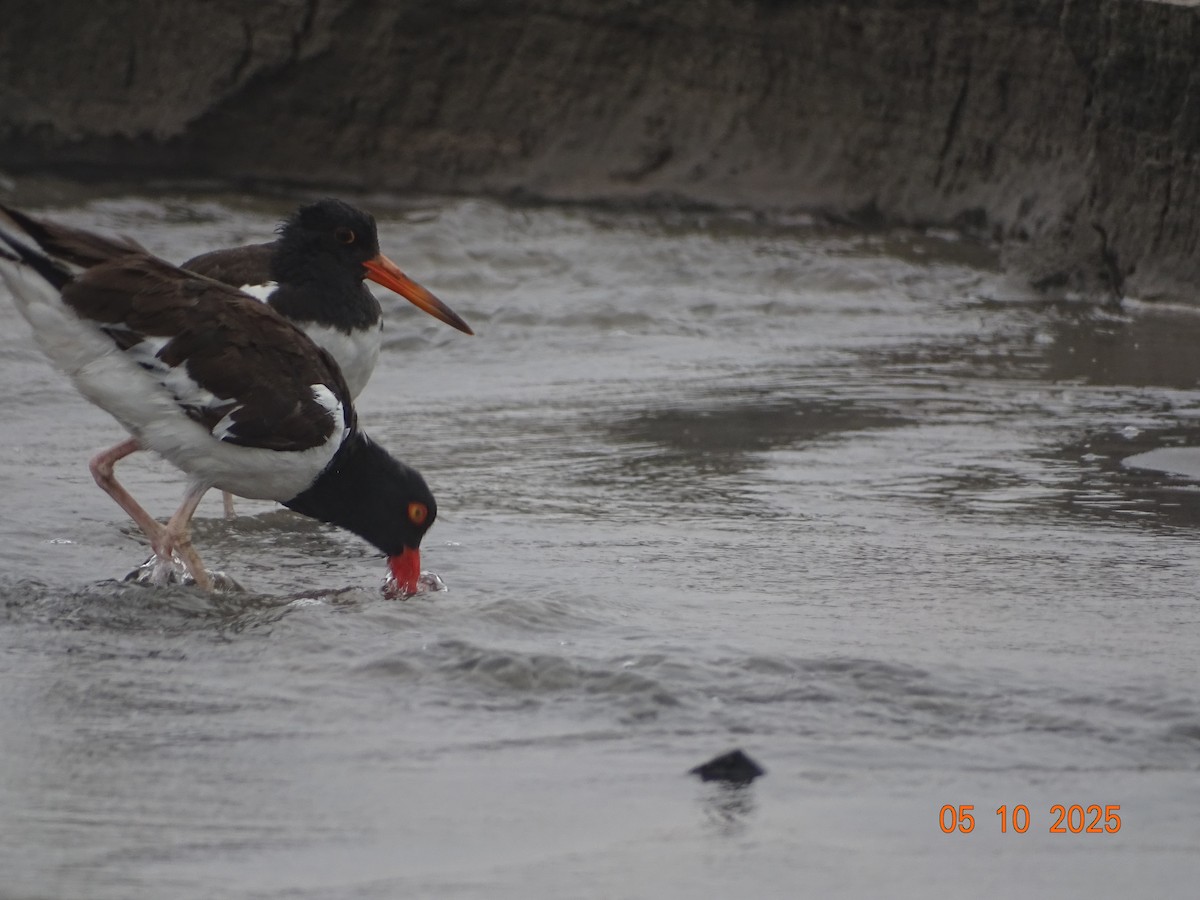 American Oystercatcher - ML635670349