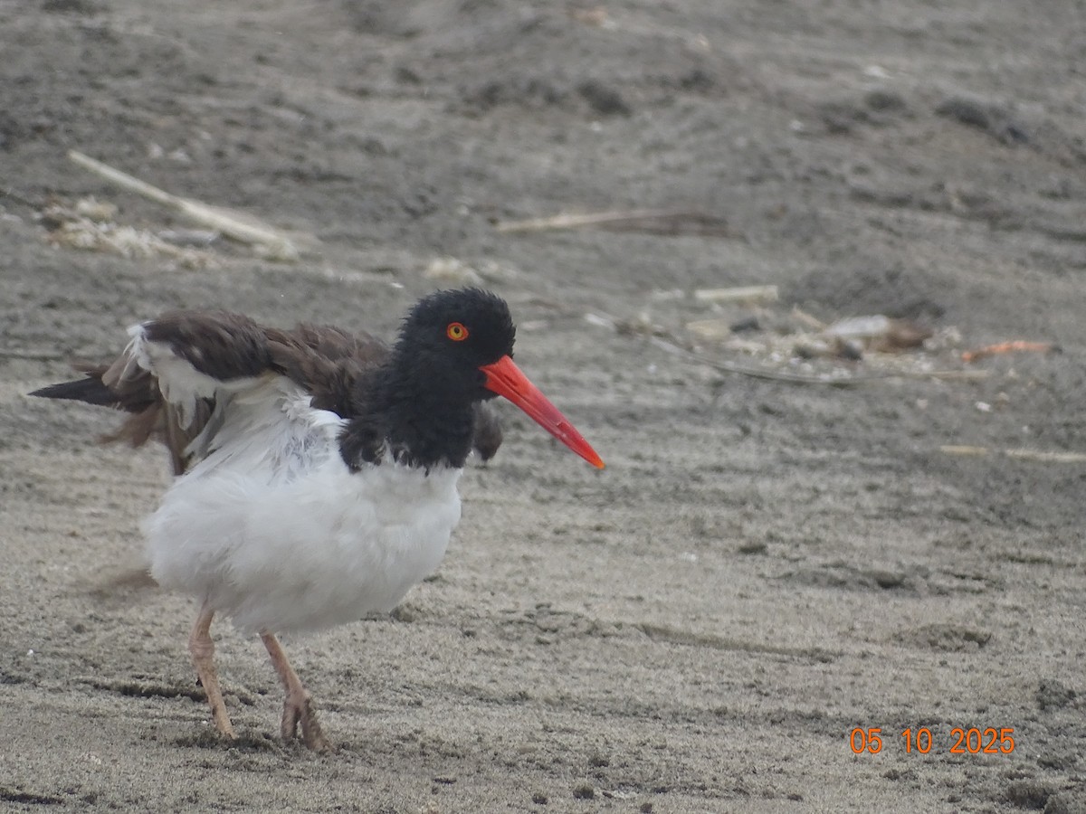 American Oystercatcher - ML635670350